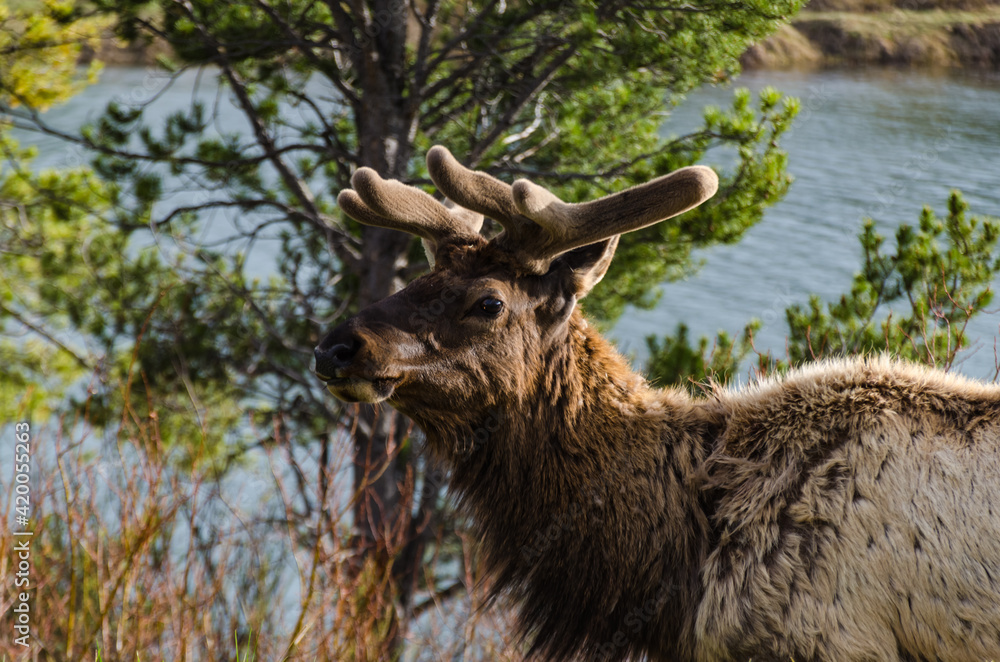 Fototapeta premium Bull Moose, a young animal eating green grass during a rain on the roadside, US