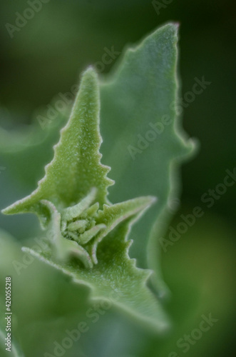 Close up of a green plant