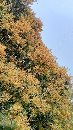 Mango flower