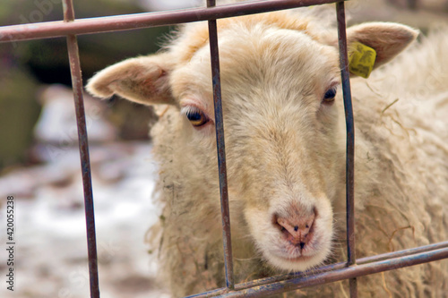Fototapeta Naklejka Na Ścianę i Meble -  Ein Schaf hinter einem Gitterzaun in einem Freigelände