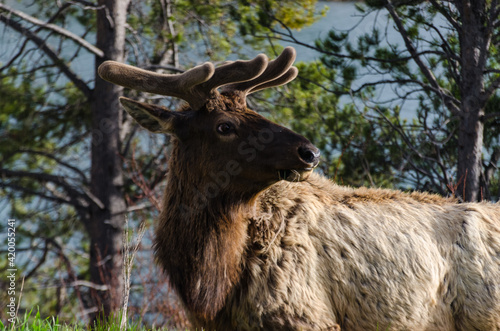 Bull Moose, a young animal eating green grass during a rain on the roadside, US