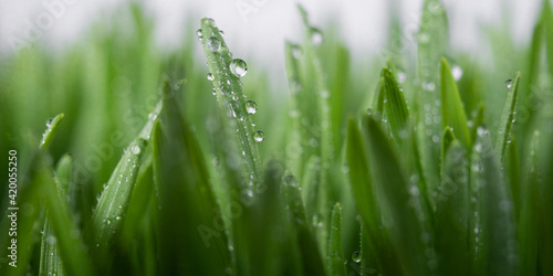Lush juicy green grass in the meadow with water dew drops. macro close-up, panorama. A beautiful artistic image of the purity and freshness of nature,