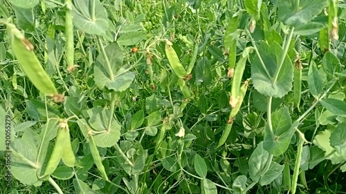 Pea plant