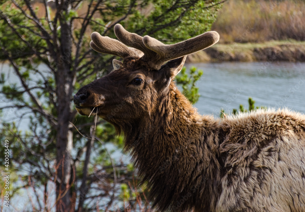 Bull Moose, a young animal eating green grass during a rain on the roadside, US Bull Moose, a young animal eating green grass during a rain on the roadside, US