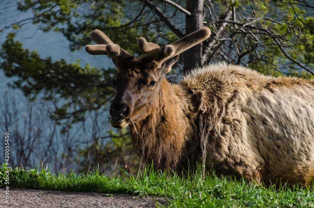 Fototapeta premium Bull Moose, a young animal eating green grass during a rain on the roadside, US