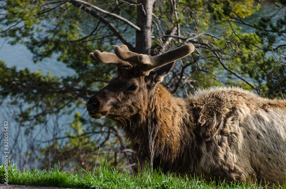 Bull Moose, a young animal eating green grass during a rain on the roadside, US Bull Moose, a young animal eating green grass during a rain on the roadside, US