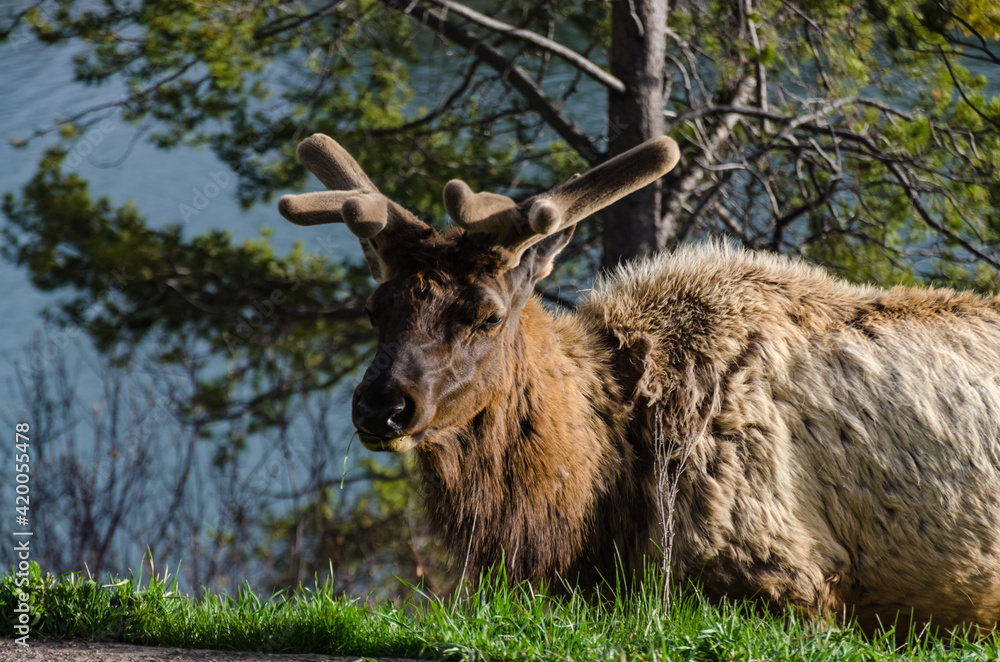 Bull Moose, a young animal eating green grass during a rain on the roadside, US Bull Moose, a young animal eating green grass during a rain on the roadside, US