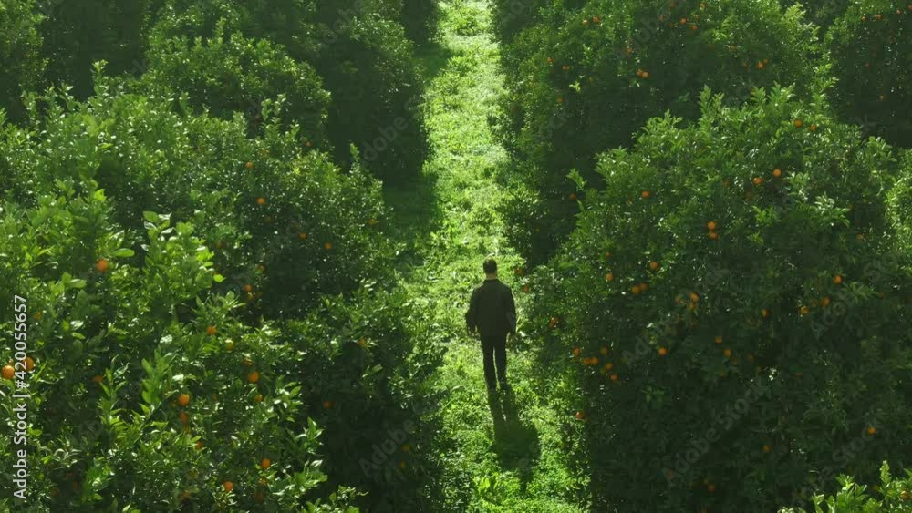 citrus tree farm aerial view. growing and harvesting citrus trees