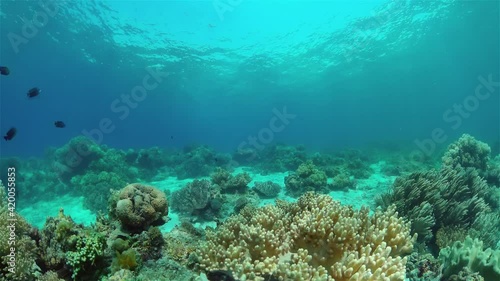 Wallpaper Mural Underwater fish garden reef. Reef coral scene. Seascape under water. Philippines. Torontodigital.ca