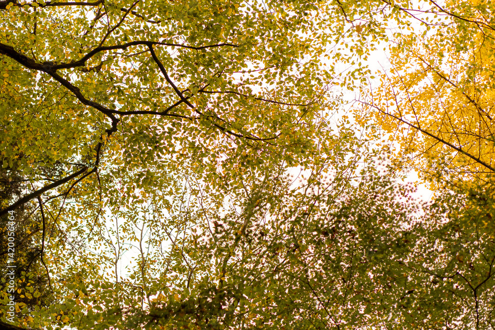 Obraz premium 紅葉銀杏黄色