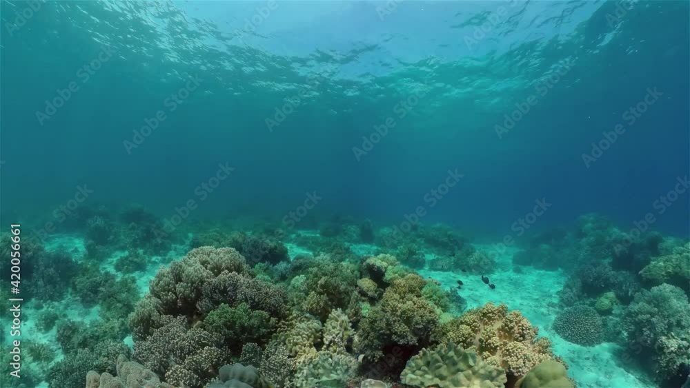 Colourful tropical coral reef. Scene reef. Marine life sea world. Philippines. Colourful tropical coral reef. Scene reef. Marine life sea world. Philippines.