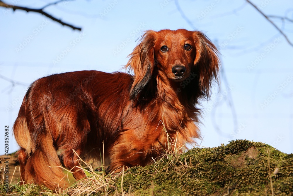 small long haired dachshound is standing in the garden