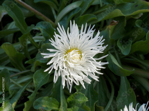 Bellis perennis oder G  nsebl  mchen  Pomponette  oder wei   Tausendsch  n. Ein h  bscher Fr  hlingsbl  her