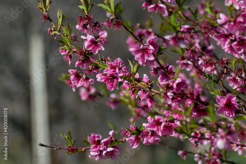 Purple flowers on the plum tree.