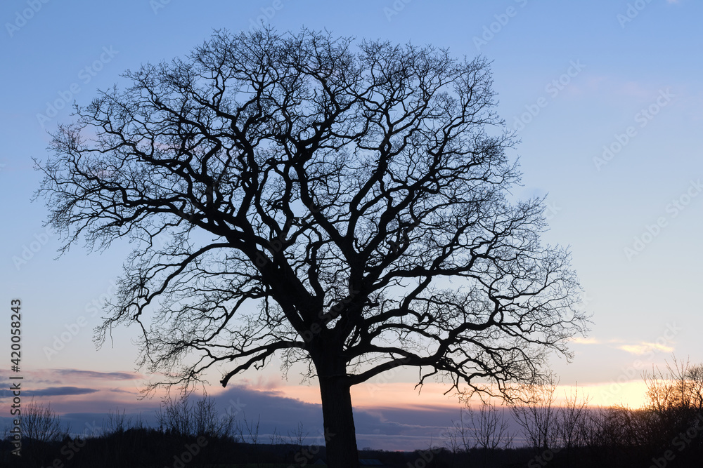 Silhouette of a bare tree with branches and dramatic evening sky. Silhouette of a bare tree with branches and dramatic evening sky.