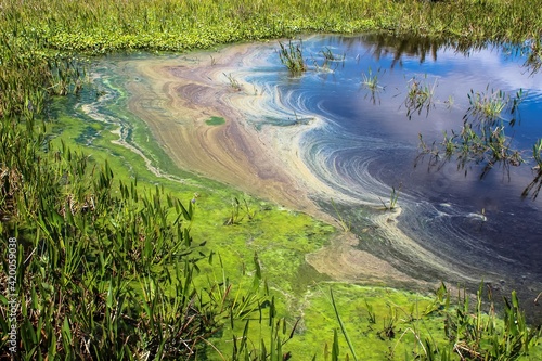 pollution and algae in the wetlands