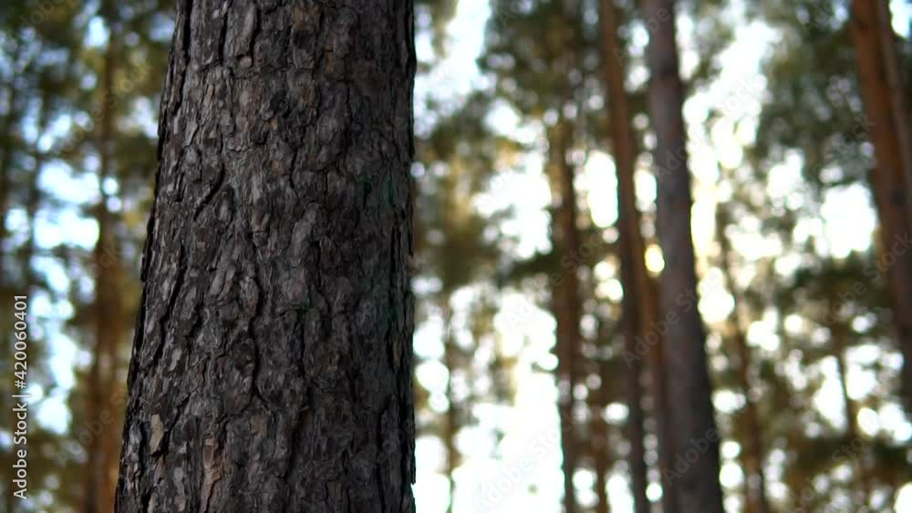 Pine tree trunk revealing coniferous forest with sun beams, pan close up slow motion, rack focus, sunny day. Sun flares bursting through trees in a wood. Pine tree trunk revealing coniferous forest with sun beams, pan close up slow motion, rack focus, sunny day. Sun flares bursting through trees in a wood.