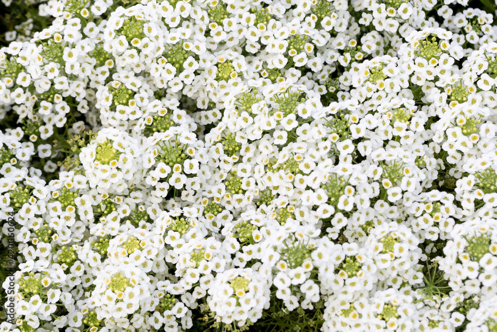 Inflorescencias de lobularia marítima o alisio de mar Inflorescencias de lobularia marítima o alisio de mar