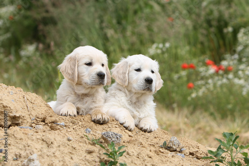 Deux chiots Golden retriever couché