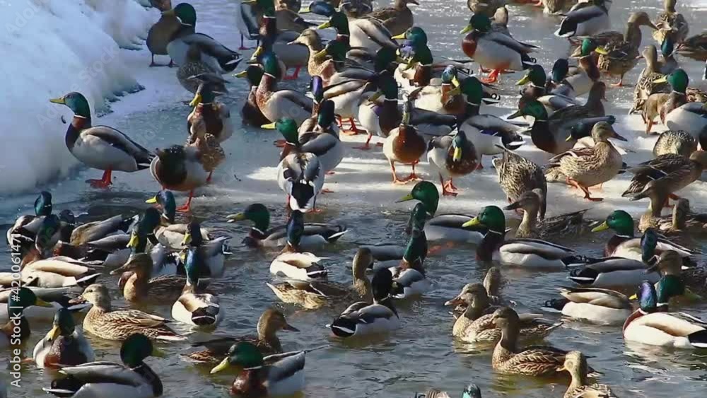 A flock of ducks swim in the water in early spring. Wintering ducks frolic in the meltwater.