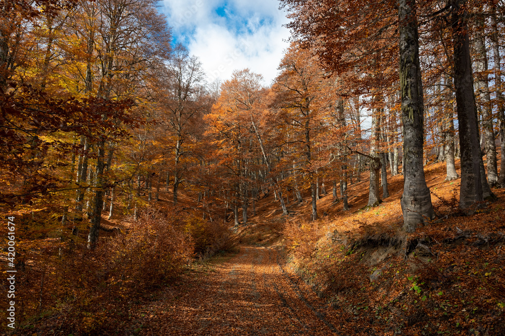 Fototapeta premium Autumn foliage
