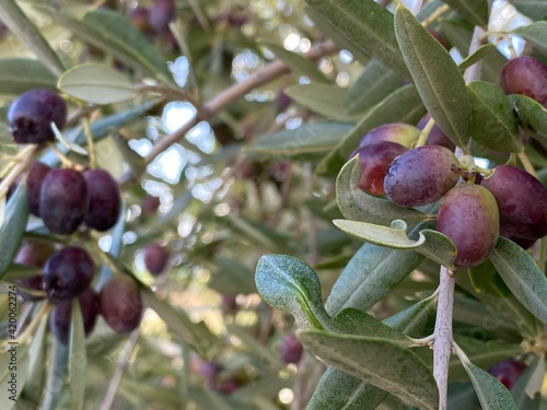 Dark olives on the olive tree in Italy