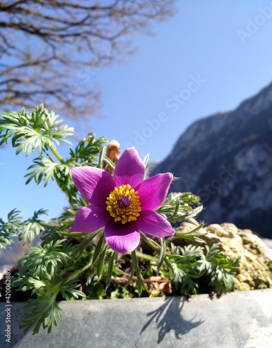 Wallpaper Mural Küchenschelle Torontodigital.ca