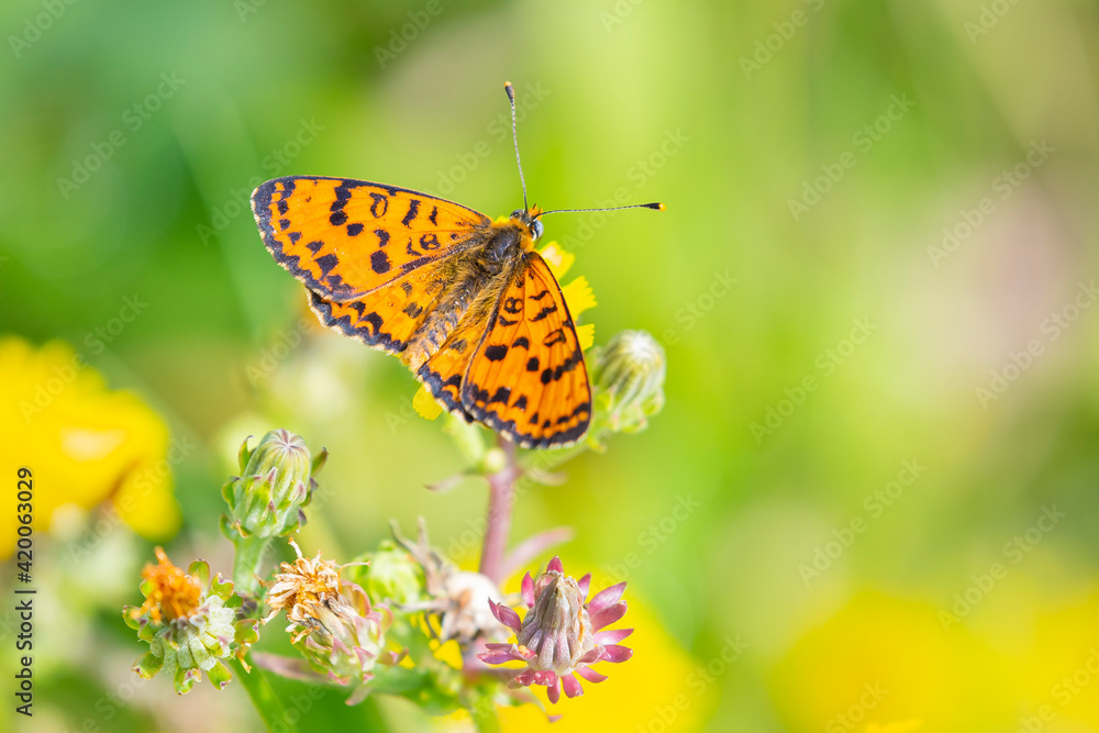Fototapeta premium Melitaea didyma, red-band fritillary or spotted fritillary butterfly feeding on flowers.