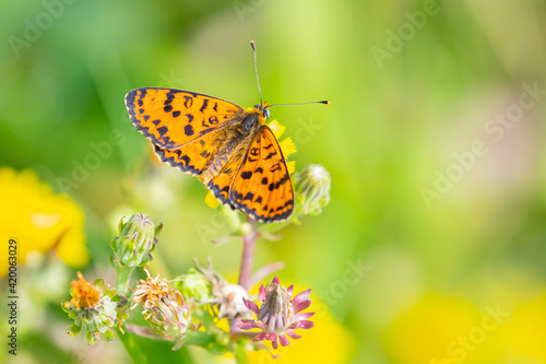 Melitaea didyma, red-band fritillary or spotted fritillary butterfly feeding on flowers. © Sander Meertins