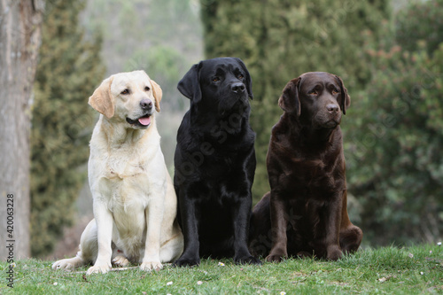 Trois différentes couleurs de Labrador retriever assis dans un jardin