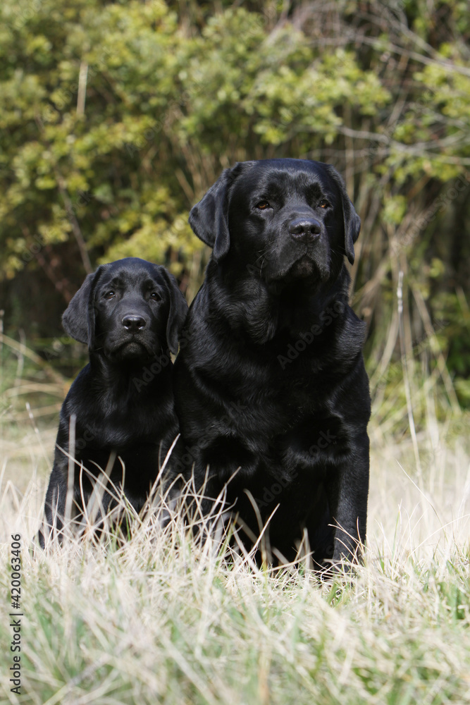 Adulte et chiot Labrador retriever noir assis dans un champ