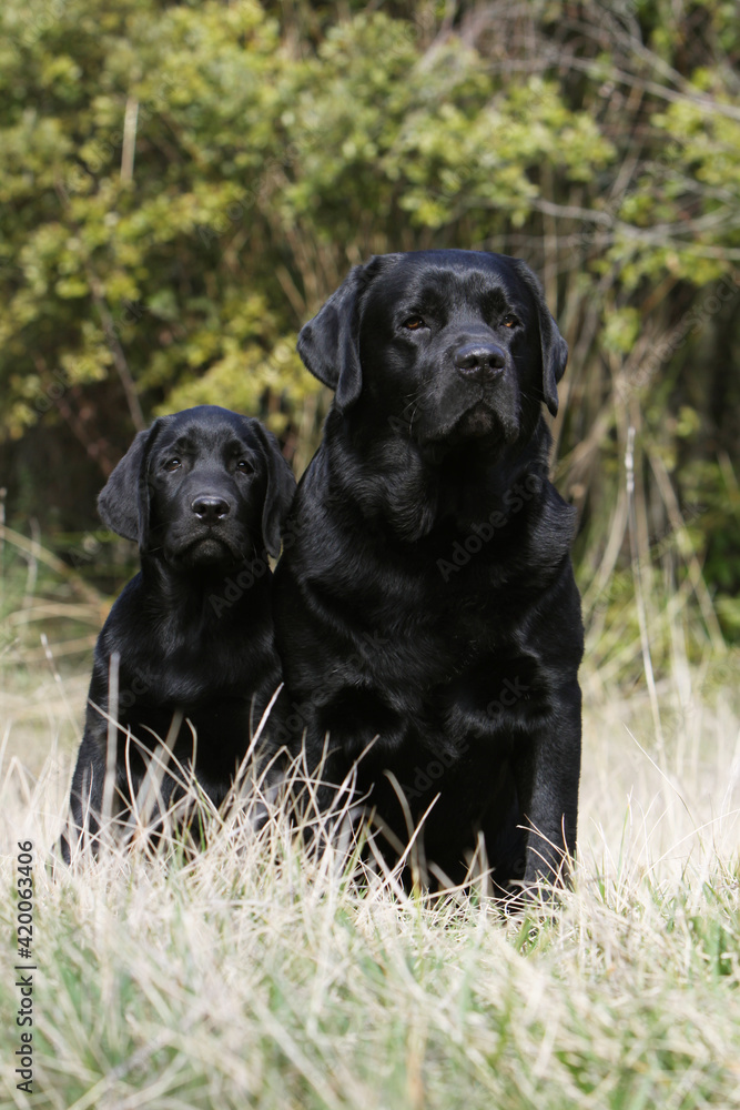 Adulte et chiot Labrador retriever noir assis dans un champ Adulte et chiot Labrador retriever noir assis dans un champ
