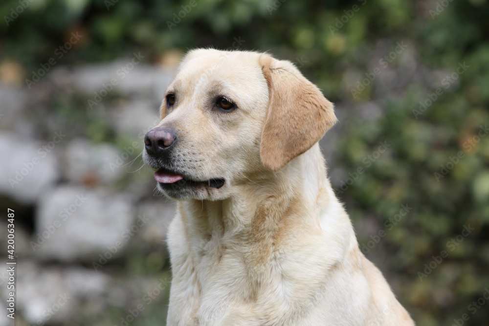 Portrait de profile d'un Labrador retriever jaune