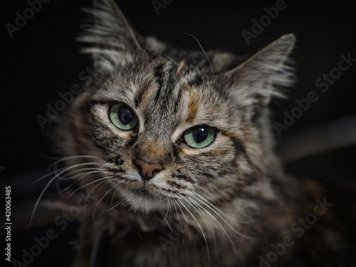Retrato de un gato gris mirando a cámara con unos ojos preciosos © Clive