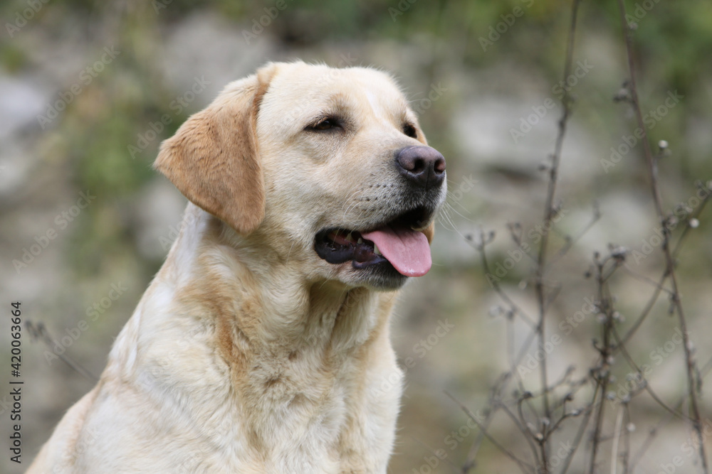 Labrador retriever de profile 