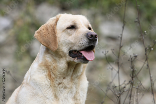 Labrador retriever de profile 