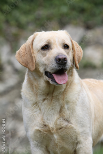 Portrait de face d'un Labrador retriever © Dogs