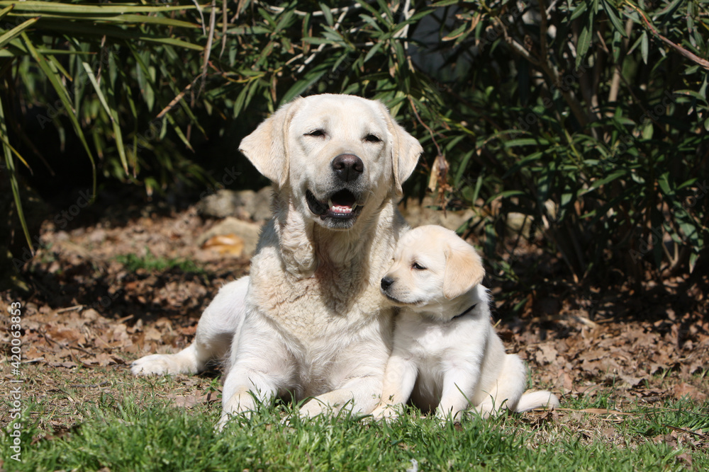 2 deux Labrador jaune adulte et chiot coucher 2 deux Labrador jaune adulte et chiot coucher