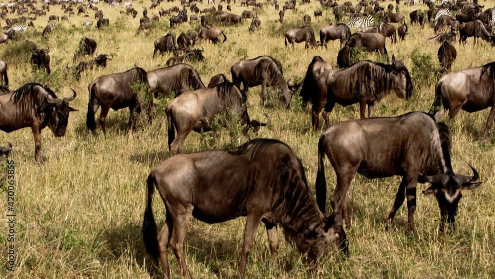 African Buffalos and zebras herding in a savanna African Buffalos and zebras herding in a savanna