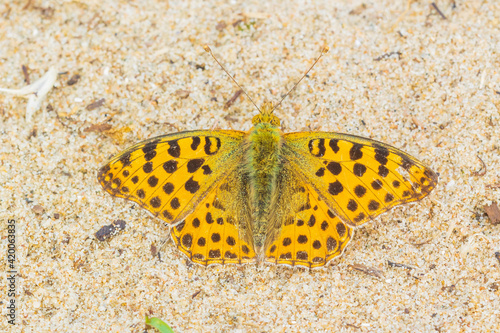 Queen of spain fritillary, issoria lathonia, butterfly resting in a meadow. photo