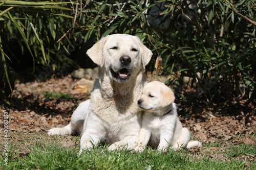 2 deux Labrador jaune adulte et chiot coucher