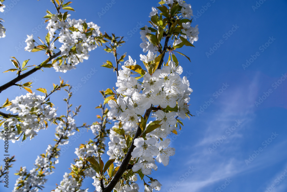 Branches of blossoming cherry on blue sky with copy space. Flowers of spring nature. Branches of blossoming cherry on blue sky with copy space. Flowers of spring nature.