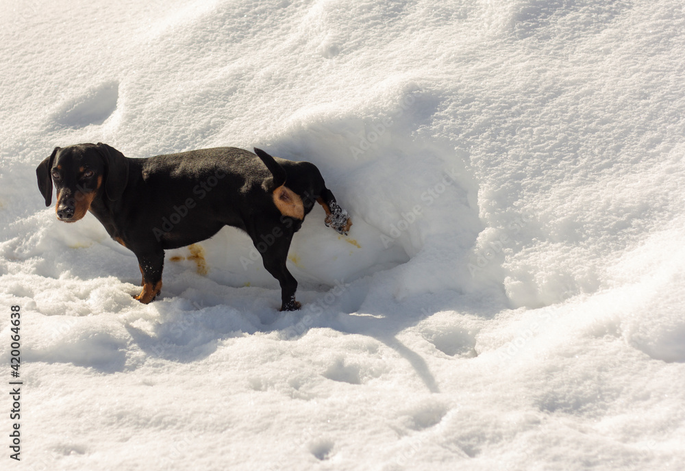 A small dachshund dog pees on the snow while walking.