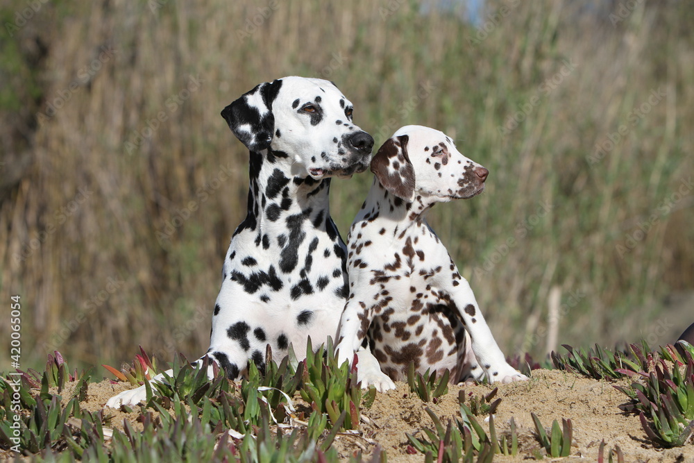 adulte et chiot Dalmatien coucher Côte à côte qui regarde dans la même direction adulte et chiot Dalmatien coucher Côte à côte qui regarde dans la même direction