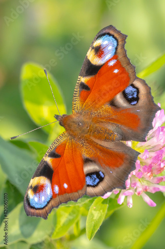 Photography Aglais io, Peacock butterfly pollinating on flowers
