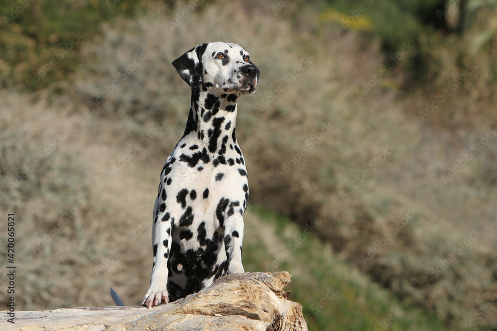 Dalmatien debout sur une pierre qui regarde a l'horizon Dalmatien debout sur une pierre qui regarde a l'horizon