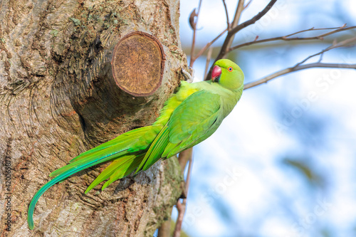 Rose-ringed parakeet, Psittacula krameri, looking out of a tree hole photo