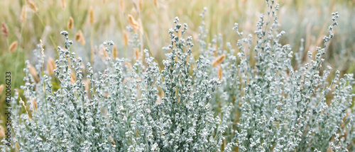 Green grass of tarragon in the field. Natural background. Banner