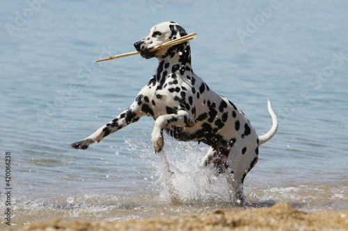 Dalmatien qui court dans la mer avec un b  ton en gueule  