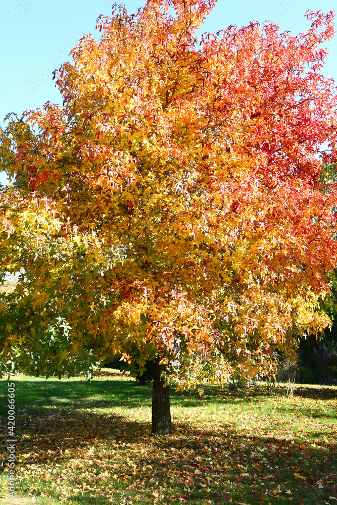 Naklejka premium Colorful leafs covering the branches of plane tree.